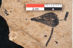 Foto (Detailansicht) von Araucaria sternbergii Goeppert (NHMW-GEO-2024-0188-8273)
